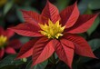 A close-up view of a poinsettia flower's bright red bracts, framing a cluster of tiny yellow flowers at its center (1), generative AI