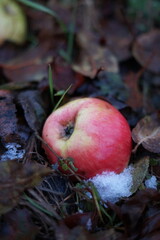 red apple on the ground