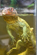 Caiman Lizard swimming in the water aquarium