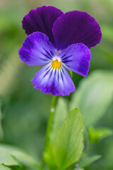 Adorable blooming pansies in summer garden on natural background