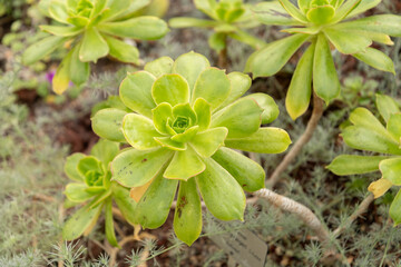 Aeonium X Praegeri plant in Zurich in Switzerland