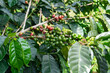 A bunch of green and red berries hanging from a tree. The green berries are ripe and ready to be picked. Coffee plant branches.
