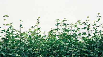 Wall Mural - green leaves against a pristine white background, emphasizing their natural beauty.