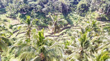 Fototapeta Góry - A drone shot of rice terraces shining in bright green colors in Ubud, Bali, Indonesia. Endless paddies of rice, spreading on great distances. There are palm trees between the terraces. Agriculture