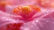   A pink flower in close-up with water droplets on its stamens and centered petals