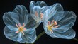   Blue flowers on a black background with light reflection on petals Yellow stamens