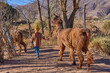 latin boy on his back walking carrying a brown llama with a rope on a hike in an excursion in Jujuy, Argentina. winter vacations,Mountains
