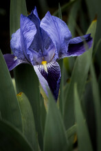 First Blooming Iris