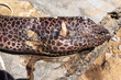 Kopf einer harpunierten Jaguarmuräne