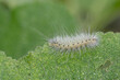 A caterpillar with dew coated bristly hairs.
