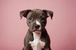 © ThomasLENNE - American Pit Bull Terrier puppy looking at camera, copy space. Studio shot.