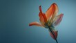   A single flower in focus against a blue backdrop Blurred depiction of the flower's reverse side