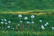 grass with dandelions