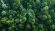 Green lungs of planet earth, aerial view, concept: nature and rainforest protection, natural co2 reduction, 16:9