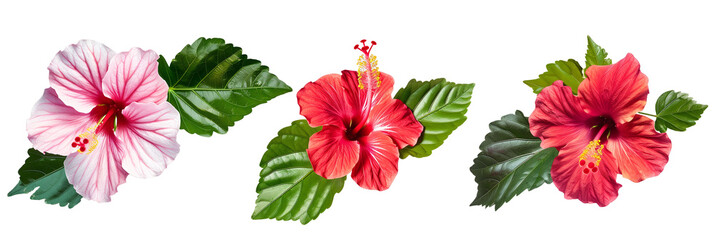 Wall Mural - set of hibiscus flowers with large green leaves, isolated on transparent background