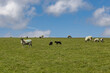 A view of sheep and lambs on a Sussex hillside, with a blue sky overhead