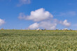 Cereal crops growing on farmland with sheep and lambs grazing in a field behind, with a blue sky overhead