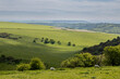 Looking out over a rolling Sussex landscape, with sheep grazing in the foreground