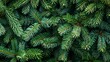 © Bijac - seamless pattern of evergreen fir tree branches christmas background texture without decorations