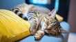 Concept of relaxing and cozy wellbeing. Funny photo of a cute tabby cat sleeping on blue sofa with yellow pillow.