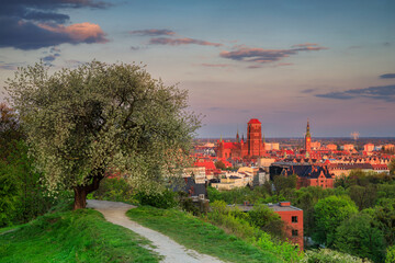 Wall Mural - Beautiful blooming tree and the Main City of Gdansk at spring sunset, Poland
