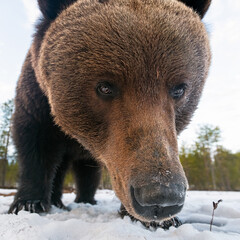 Wall Mural - Big dark brown bear very close