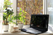 A cup of tea, a computer, a crassula flower, a Kalanchoe and a home palm tree in pots on a sunny window. Concept of home coziness, comfort and home office. Computer mobility and healthy lifestyle