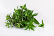 Fresh spearmint leaves isolated on the white background. Mint, peppermint close up