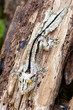 Südlicher Blattschwanzgecko auf einem Baumstamm in der Draufsicht