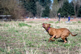 Fototapeta Pomosty - Agile chestnut brown dog in a purple collar looking up to catch a ball while playing fetch in the dog park on a sunny spring day
