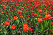 Red blooming tulips in spring. Abstract natural background.