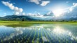 A panoramic view of a rice paddy field with water reflecting the sky, creating a mirror image.
