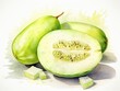 Honeydew watercolor style isolated on white background