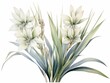 Yucca watercolor style isolated on white background