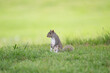 eastern gray squirrel in the grass