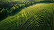 An aerial drone photograph showcasing acres of green fields stretching as far as the eye can see, portraying the sunny landscape beauty of nature and harvest farms. 