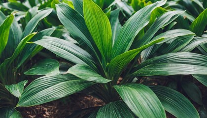 Wall Mural - group of dark green tropical leaves background nature lush foliage leaf texture tropical leaf