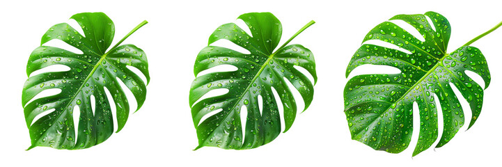Wall Mural - Set of A monstera leaf, isolated on a transparent background