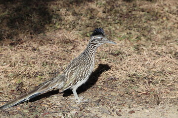 Roadrunner #2