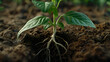a young plant emerging from the soil, with its roots visible. The main subject is a young plant with three vibrant green leaves, rooted in dark brown soil