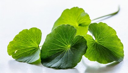 Wall Mural - green leaves of centella asiatica asiatic pennywort centella asiatica linn urban tropical herb isolated on white background