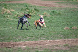 Fototapeta Pomosty - Two happy dogs racing around in the dog park, dark brown dog with white spots has the ball and gold colored dog playing along
