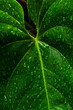 Close-up portrait of a green leaf with water drops. Beautiful and preserved nature.