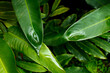 Wet green leaves from rain. Plants and flowers, garden.