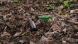 Glass Bottle Garbage Dropped on Ground Polluting Forest Litter