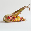 Whimsical Cornucopia: Delightful rainbow corn cob portrait.