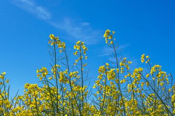 A pretty field of yellow flowers from a rapeseed plant on a day with clear blue skies