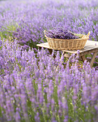 Wall Mural - Harvesting season. Lavender bouquets and basket.