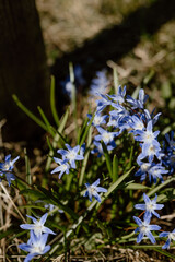 Poster - Little purple spring flowers in the afternoon