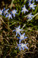 Poster - Little purple spring flowers in the afternoon